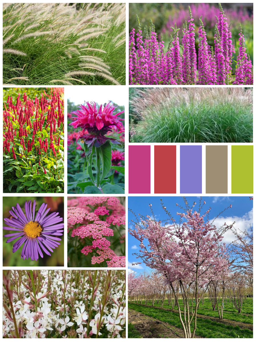 Kant-en-klaar prairietuinpakket (10m2)