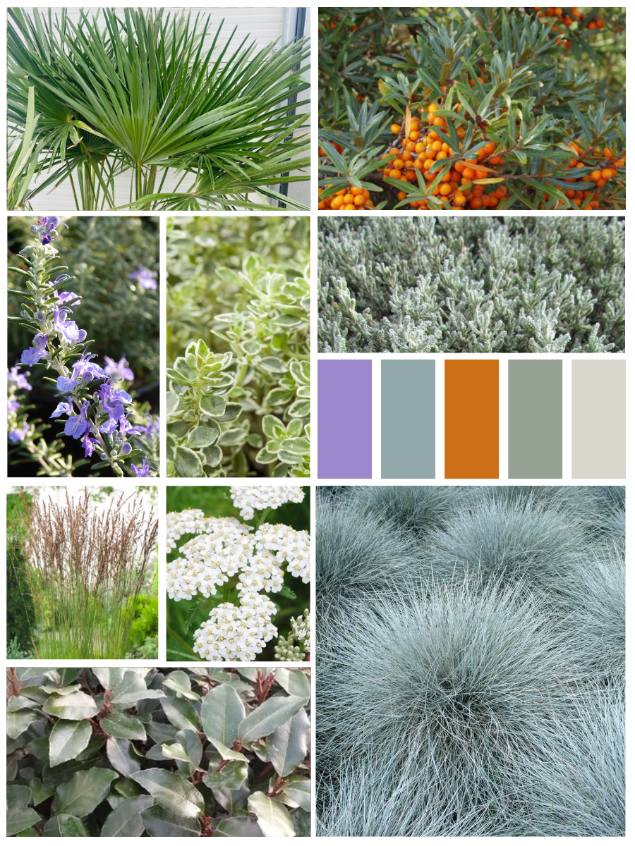 Kant-en-klaar strandtuinpakket (10m2)