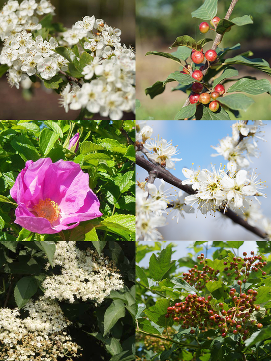 Biodiversiteit haagpakket 12 m1