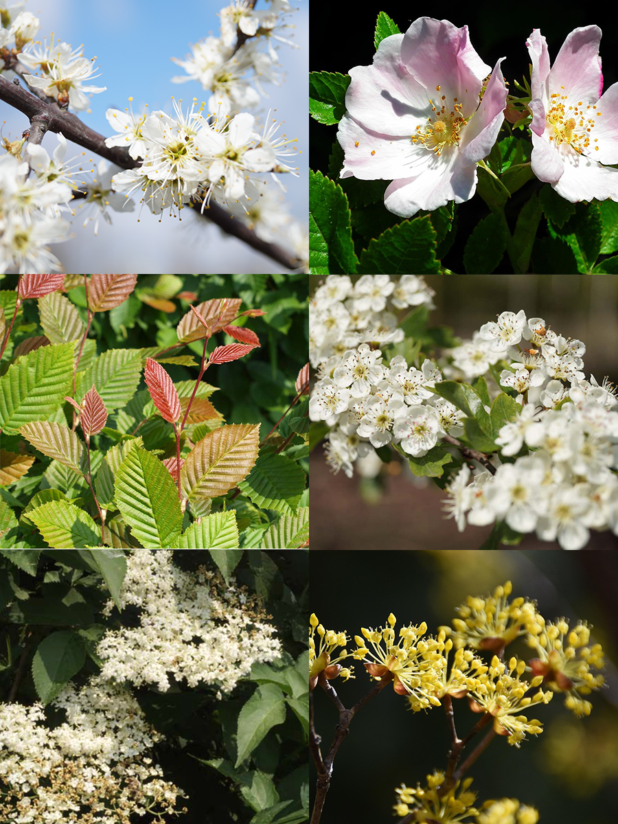 Inheems haagpakket 12 m1