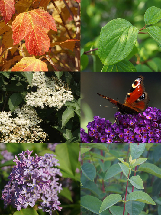 Vlinder haagpakket 5 m1