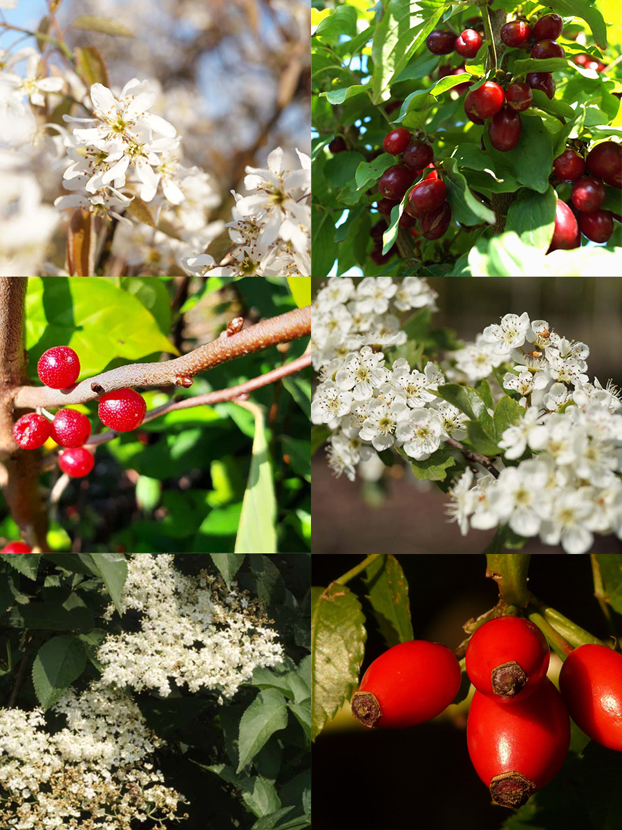 Voedselbos haagpakket 12 m1