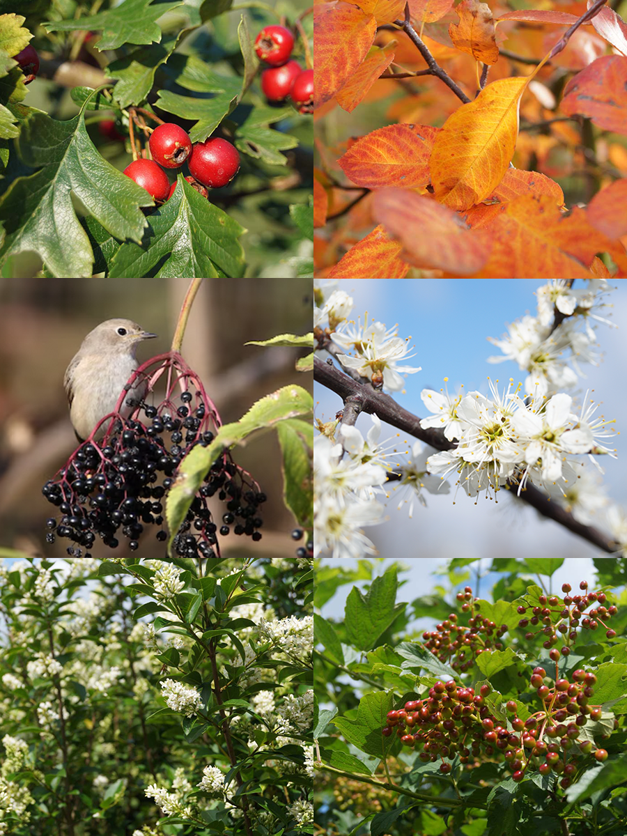 Vogel haagpakket 12 m1