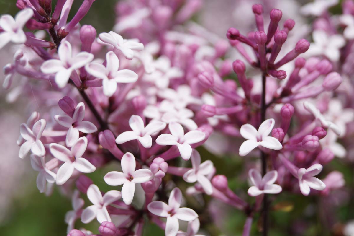 Syringa 'Josée' meerstammig / struik bloesem