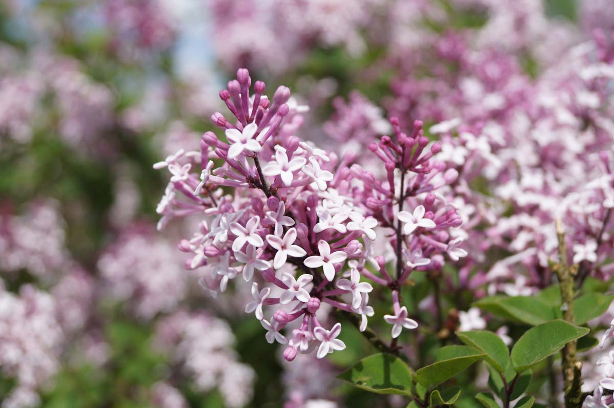 Syringa 'Josée' bloesem