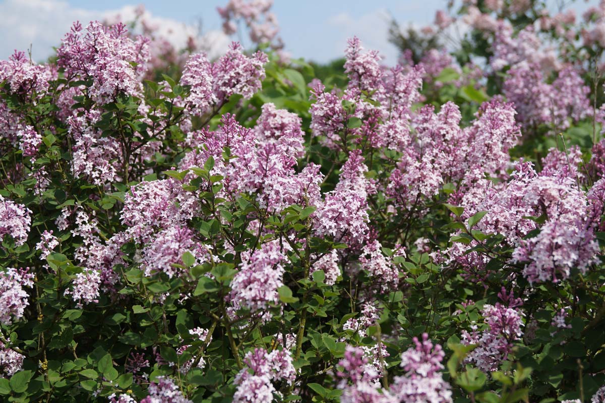 Syringa 'Josée' bloem