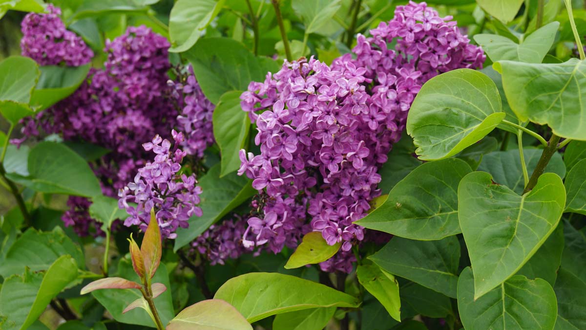 Syringa vulgaris 'Andenken an Ludwig Späth' solitair