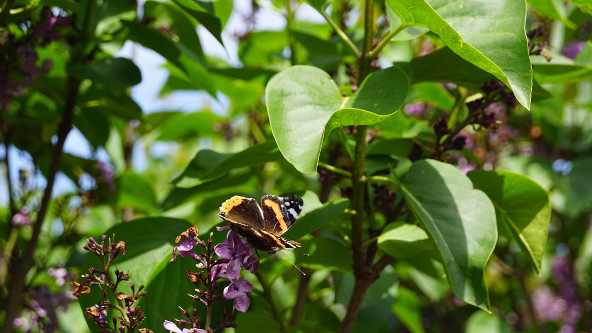 Syringa vulgaris 'Andenken an Ludwig Späth' op stam