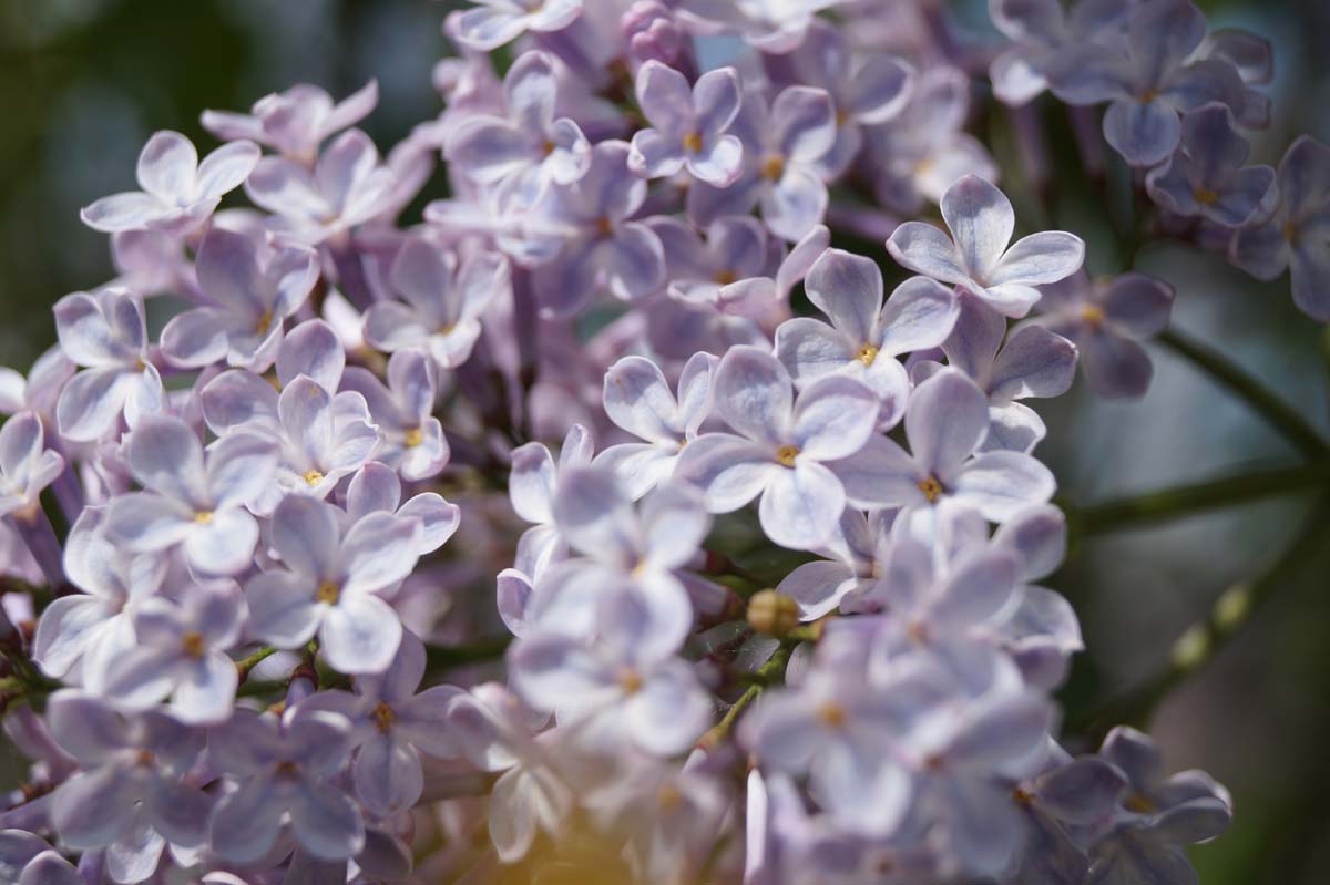 Syringa vulgaris 'Maréchal Foch' bloem