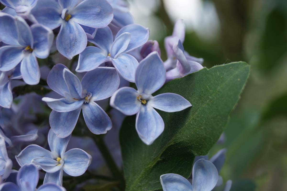 Syringa vulgaris 'Président Grévy' op stam