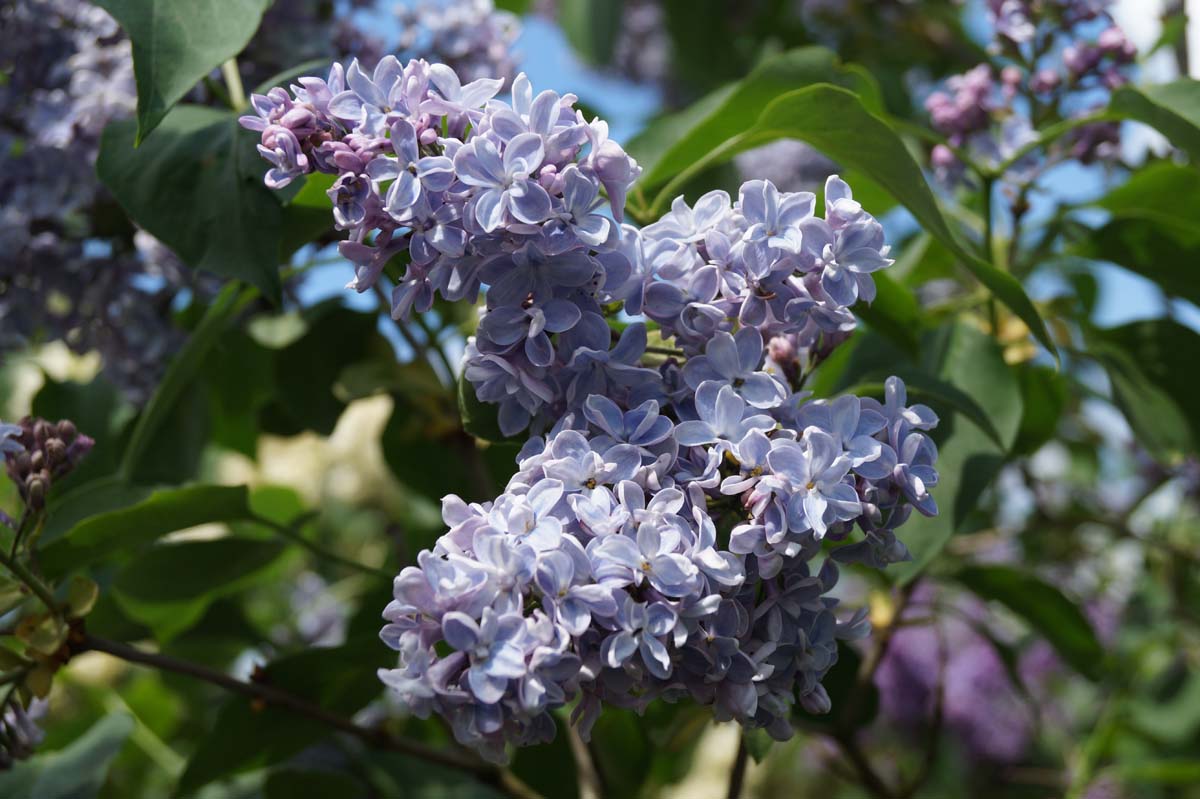 Syringa vulgaris 'Président Grévy' meerstammig / struik