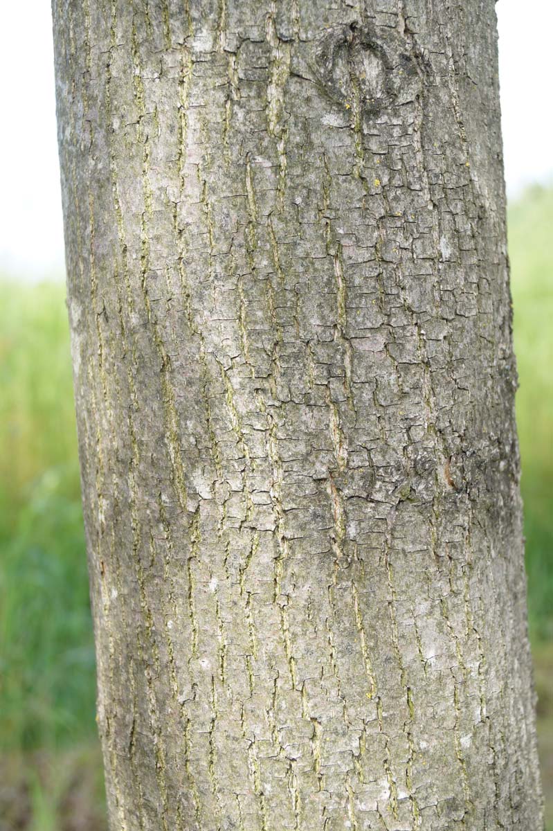 Tilia platyphyllos 'Örebro' solitair bast