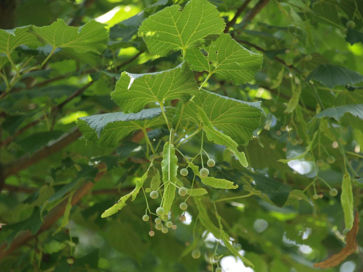 Tilia platyphyllos 'Örebro' leiboom blad