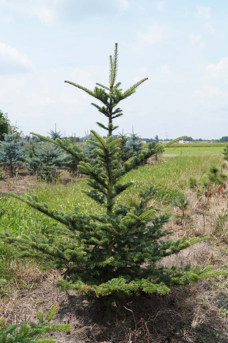 Abies fraseri solitair Abies fraseri solitair