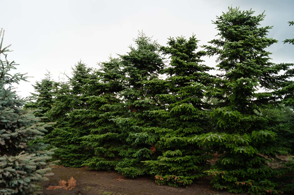 Abies homolepis solitair Abies homolepis solitair