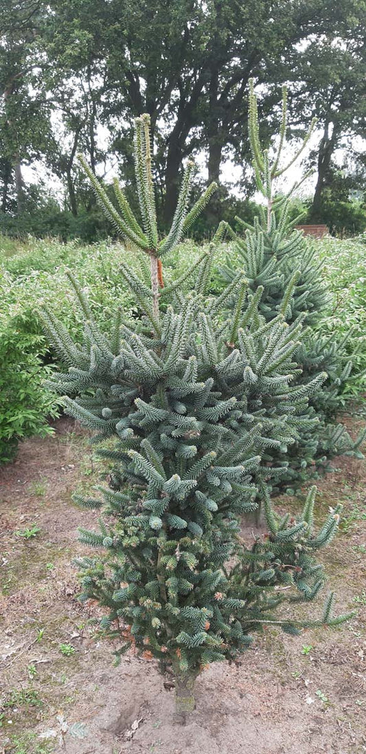 Abies pinsapo 'Fastigiata' Abies pinsapo 'Fastigiata' solitair
