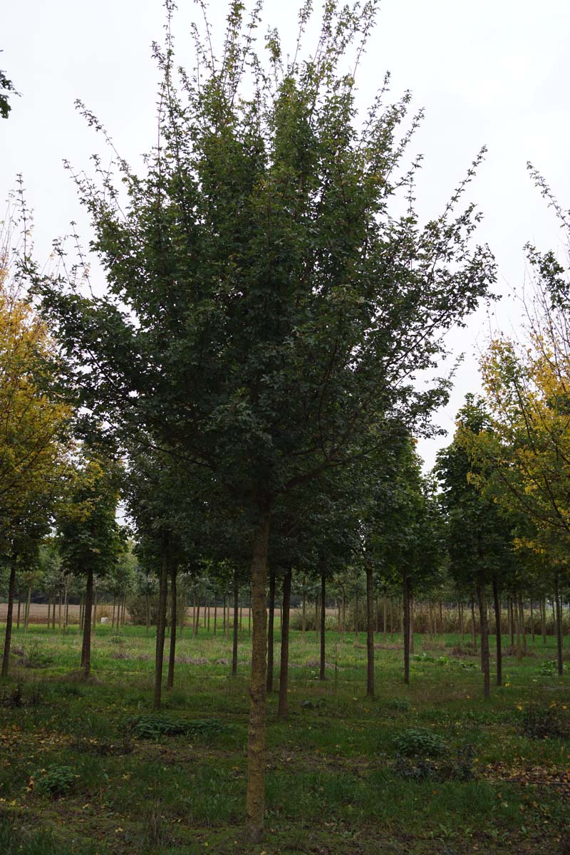 Acer campestre 'Zorgvlied' op stam Acer campestre 'Zorgvlied' op stam