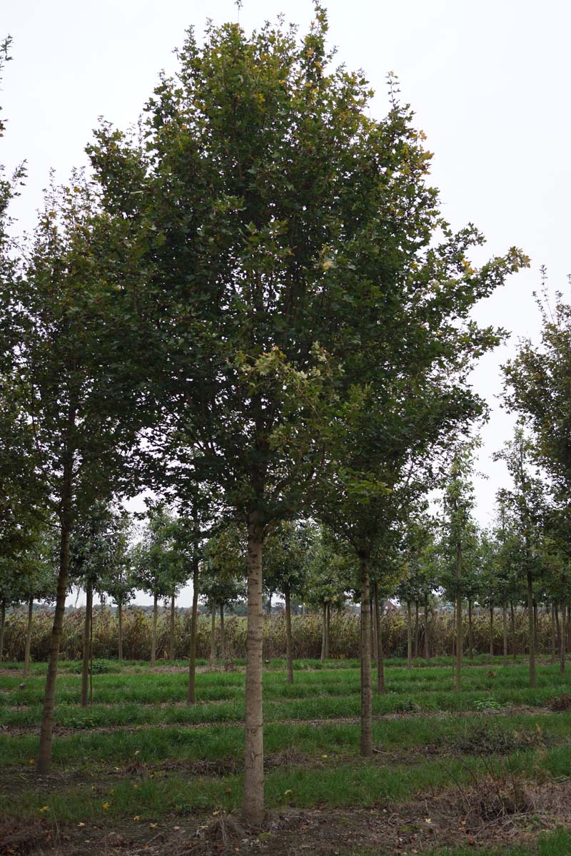 Acer campestre 'Huibers Elegant' op stam Acer campestre 'Huibers Elegant' op stam