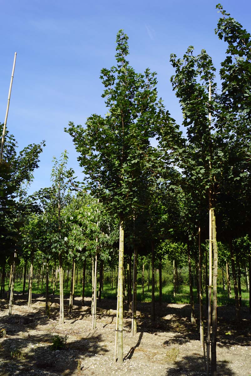 Acer campestre 'Huibers Elegant' op stam Acer campestre 'Huibers Elegant' op stam