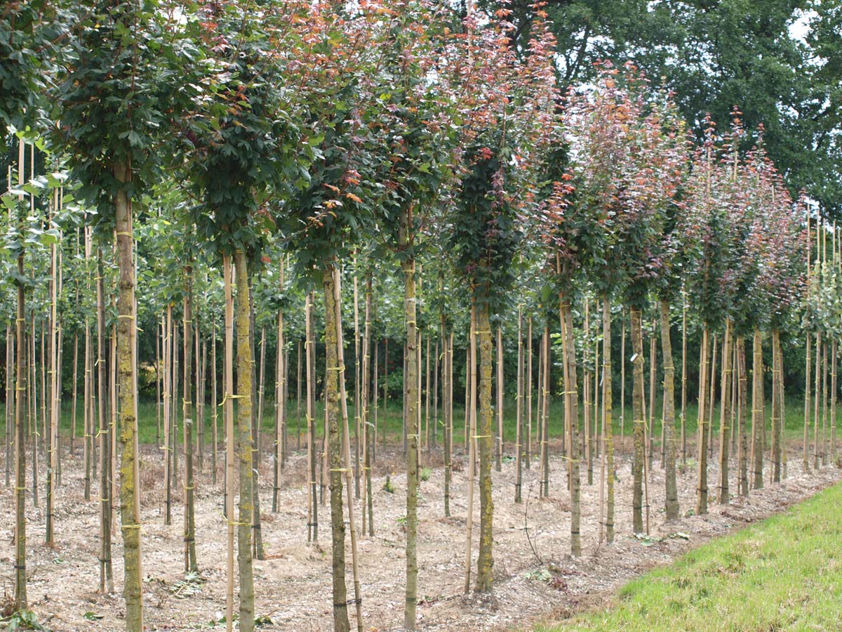 Acer campestre 'Red Shine' op stam Acer campestre 'Red Shine' op stam