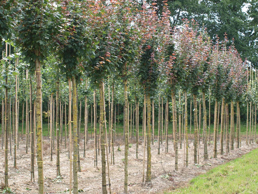 Acer campestre 'Red Shine' op stam Acer campestre 'Red Shine' op stam