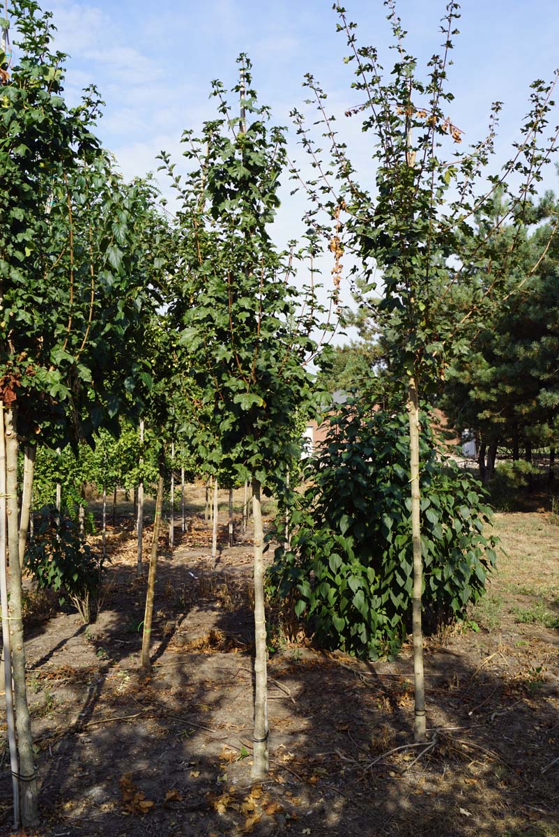 Acer campestre 'Royal Ruby' op stam op stam