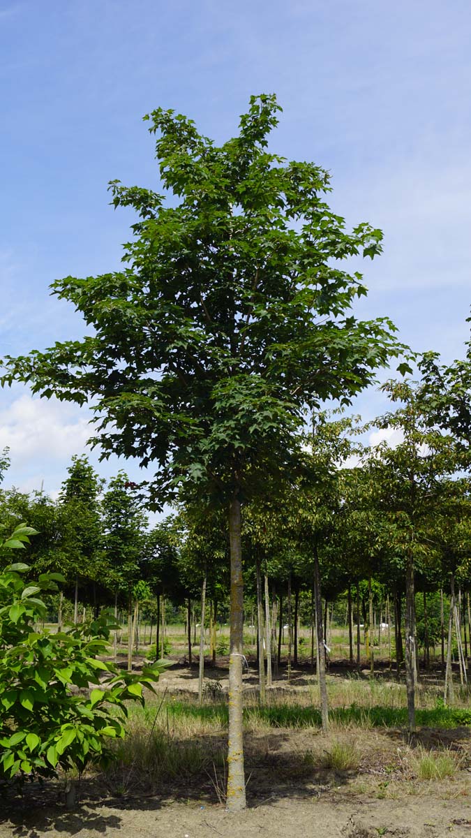 Acer cappadocicum 'Rubrum' op stam Acer cappadocicum 'Rubrum' op stam