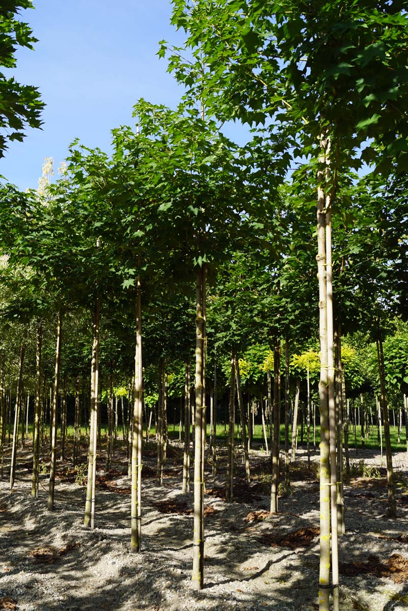 Acer cappadocicum 'Rubrum' op stam Acer cappadocicum 'Rubrum' op stam