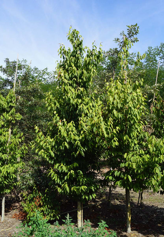 Acer carpinifolium solitair Acer carpinifolium solitair