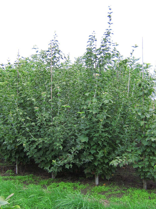 Acer davidii solitair solitair