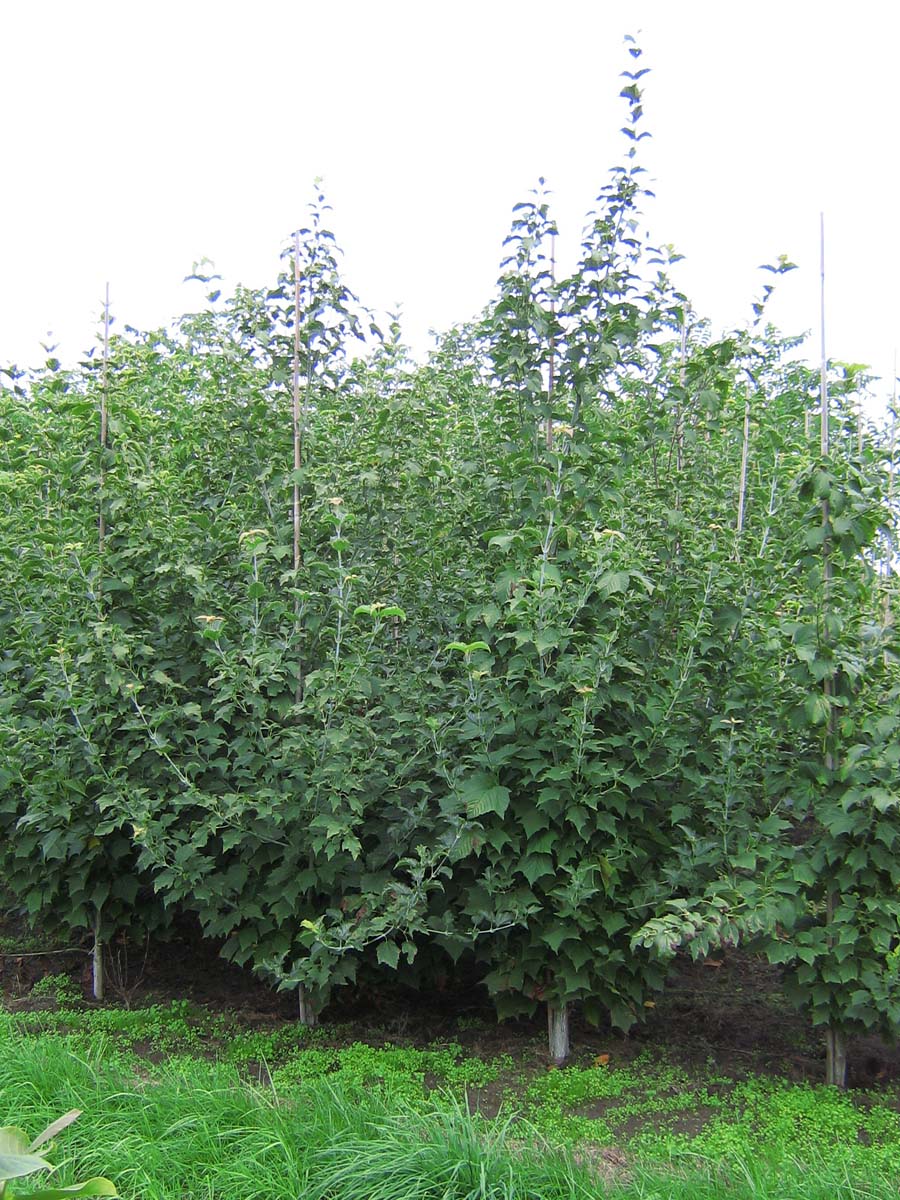 Acer davidii solitair solitair