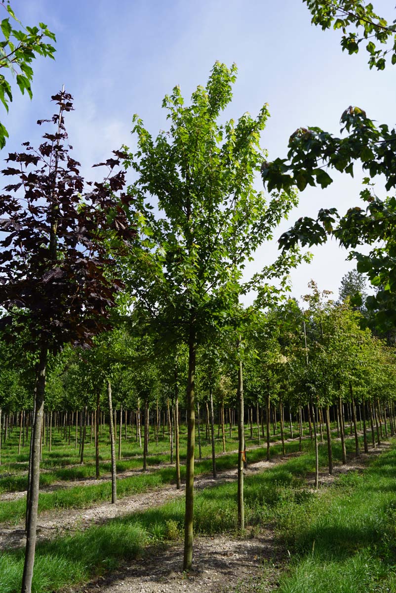 Acer freemanii 'Celzam' op stam Acer freemanii 'Celzam' op stam