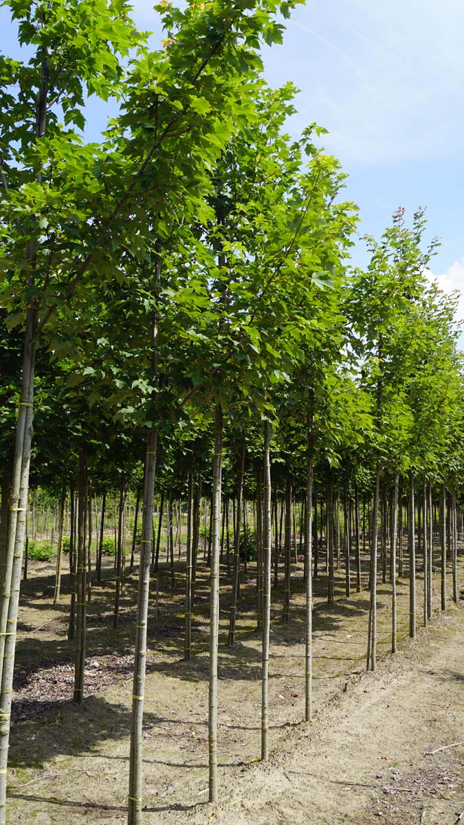 Acer freemanii 'Scarsen' op stam Acer freemanii 'Scarsen' op stam