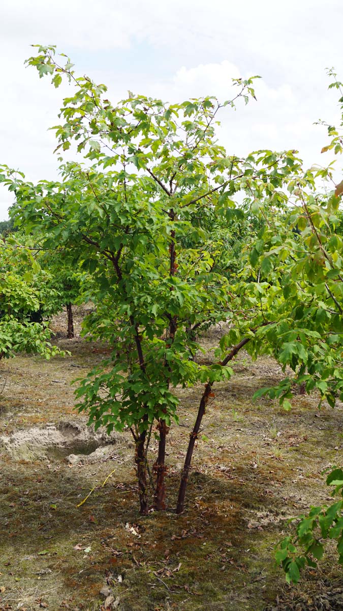 Acer griseum meerstammig / struik Acer griseum meerstammig
