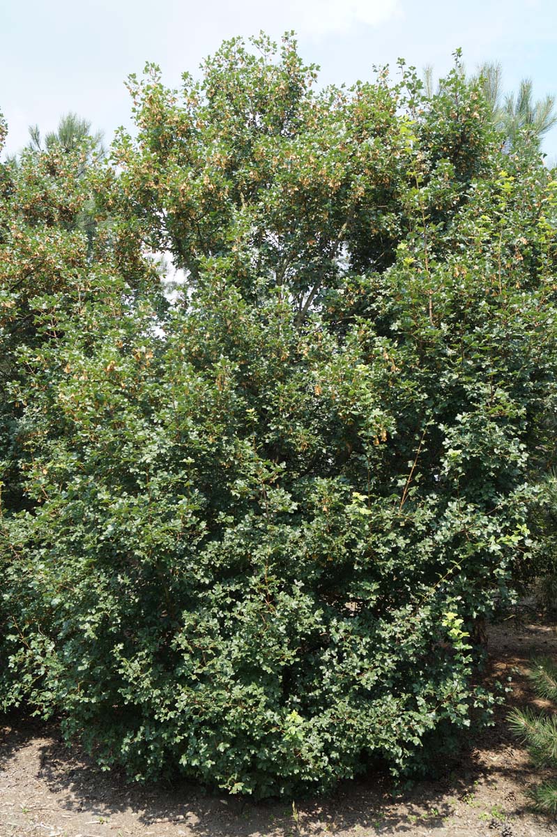 Acer monspessulanum meerstammig / struik meerstammig