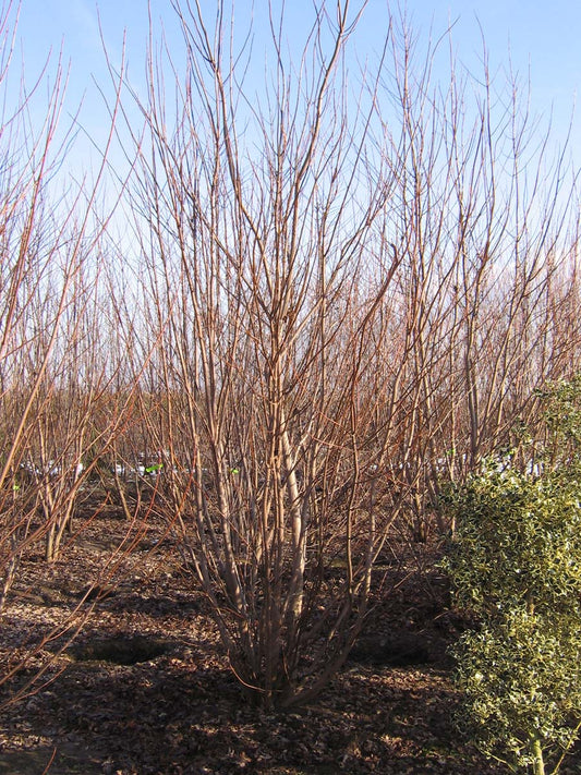 Acer negundo meerstammig / struik meerstammig