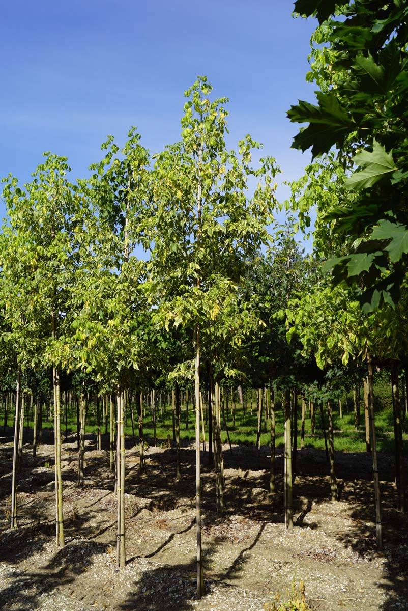 Acer negundo 'Aureomarginatum' op stam Acer negundo 'Aureomarginatum'