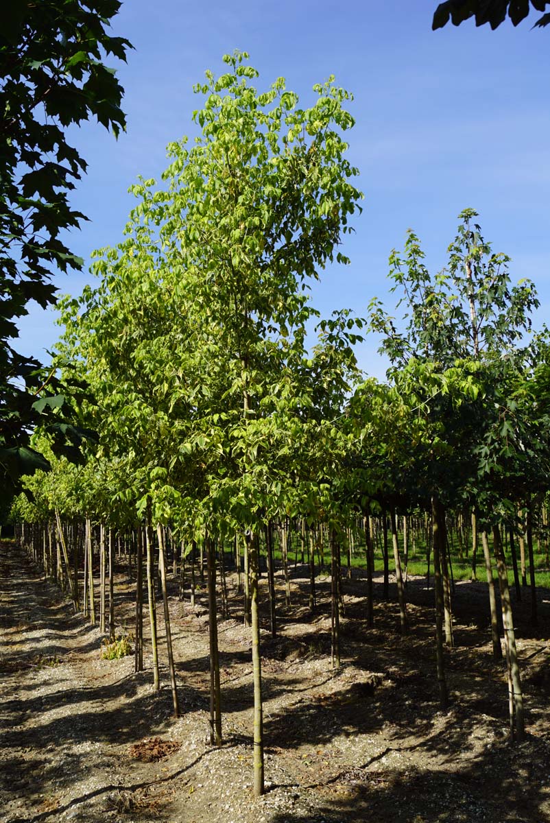 Acer negundo 'Aureomarginatum' op stam Acer negundo 'Aureomarginatum'