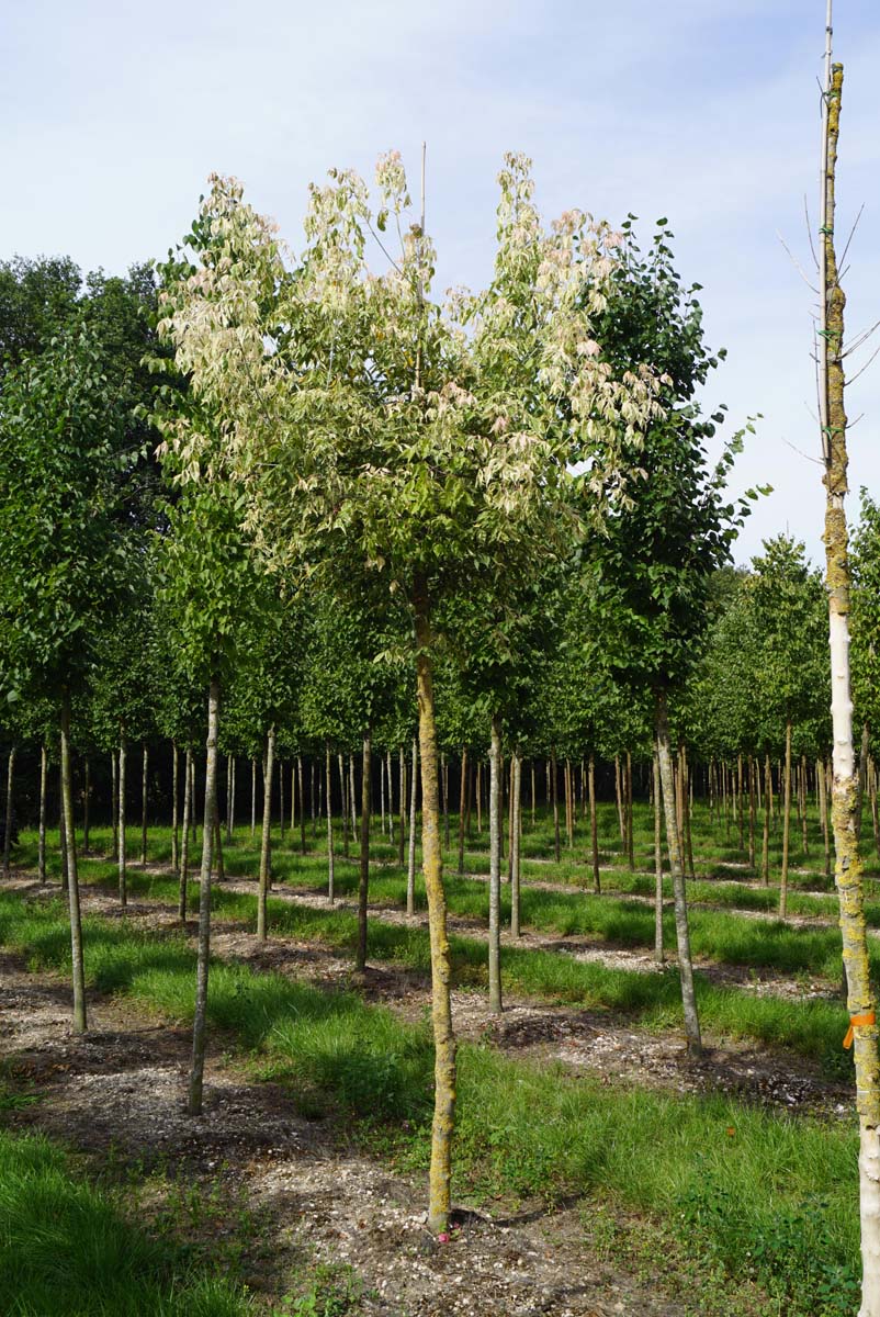 Acer negundo 'Flamingo' op stam Acer negundo 'Flamingo' op stam