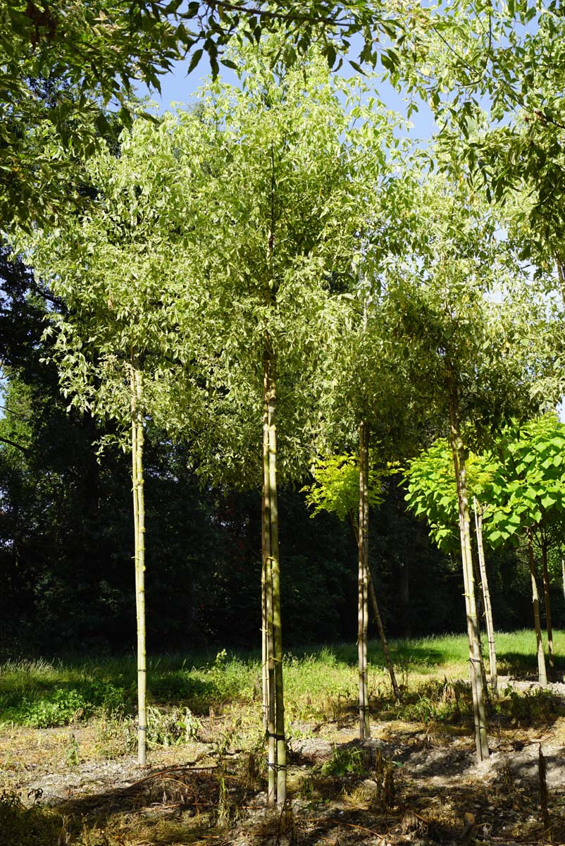 Acer negundo 'Variegatum' op stam op stam