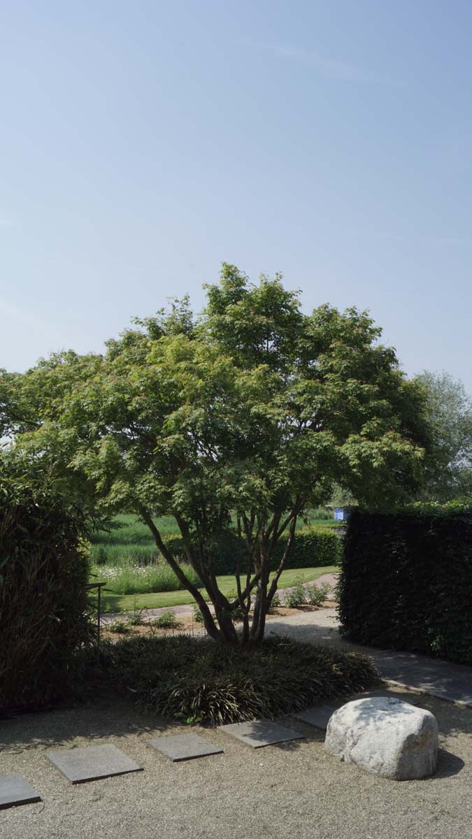 Acer palmatum meerstammig / struik Acer palmatum meerstammig