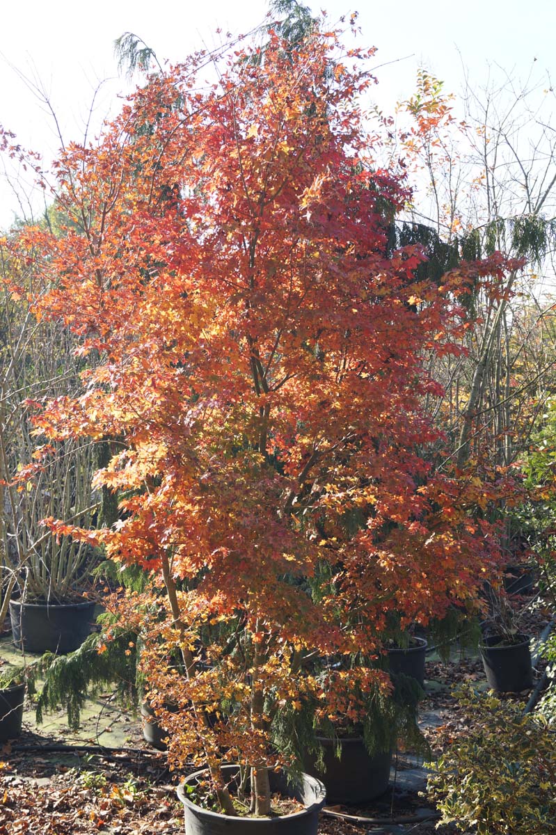 Acer palmatum meerstammig / struik Acer palmatum meerstammig
