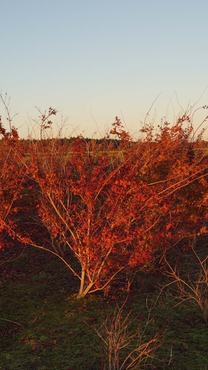 Acer palmatum meerstammig / struik meerstammig
