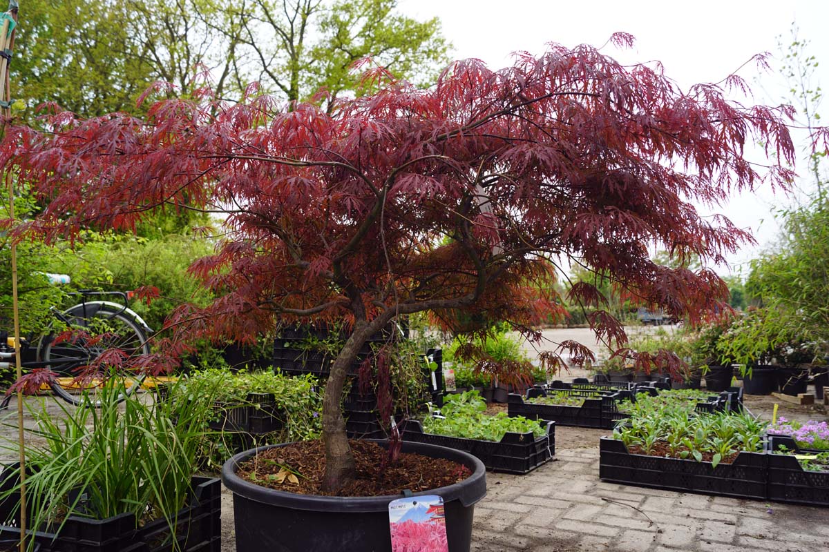 Acer palmatum 'Garnet' solitair Acer palmatum 'Garnet' solitair