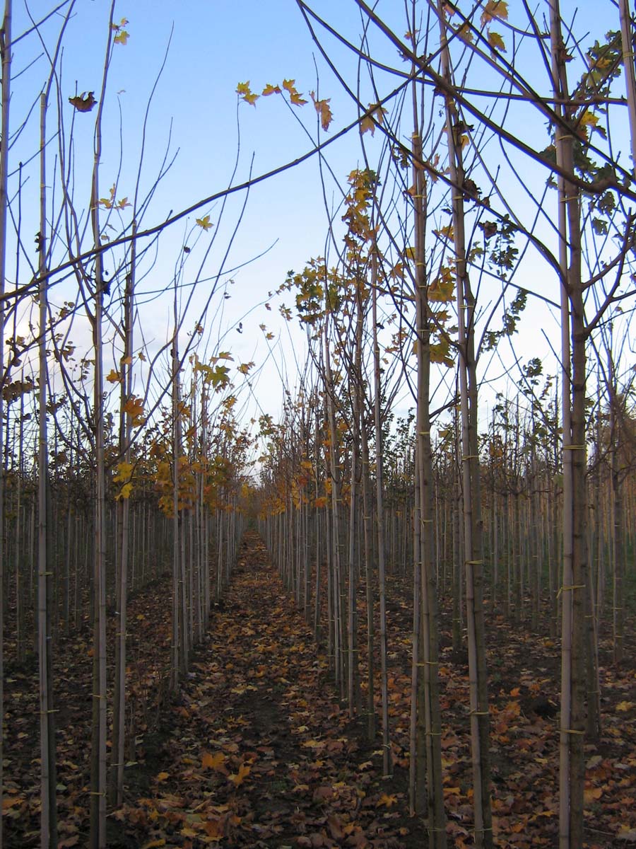 Acer platanoides op stam op stam