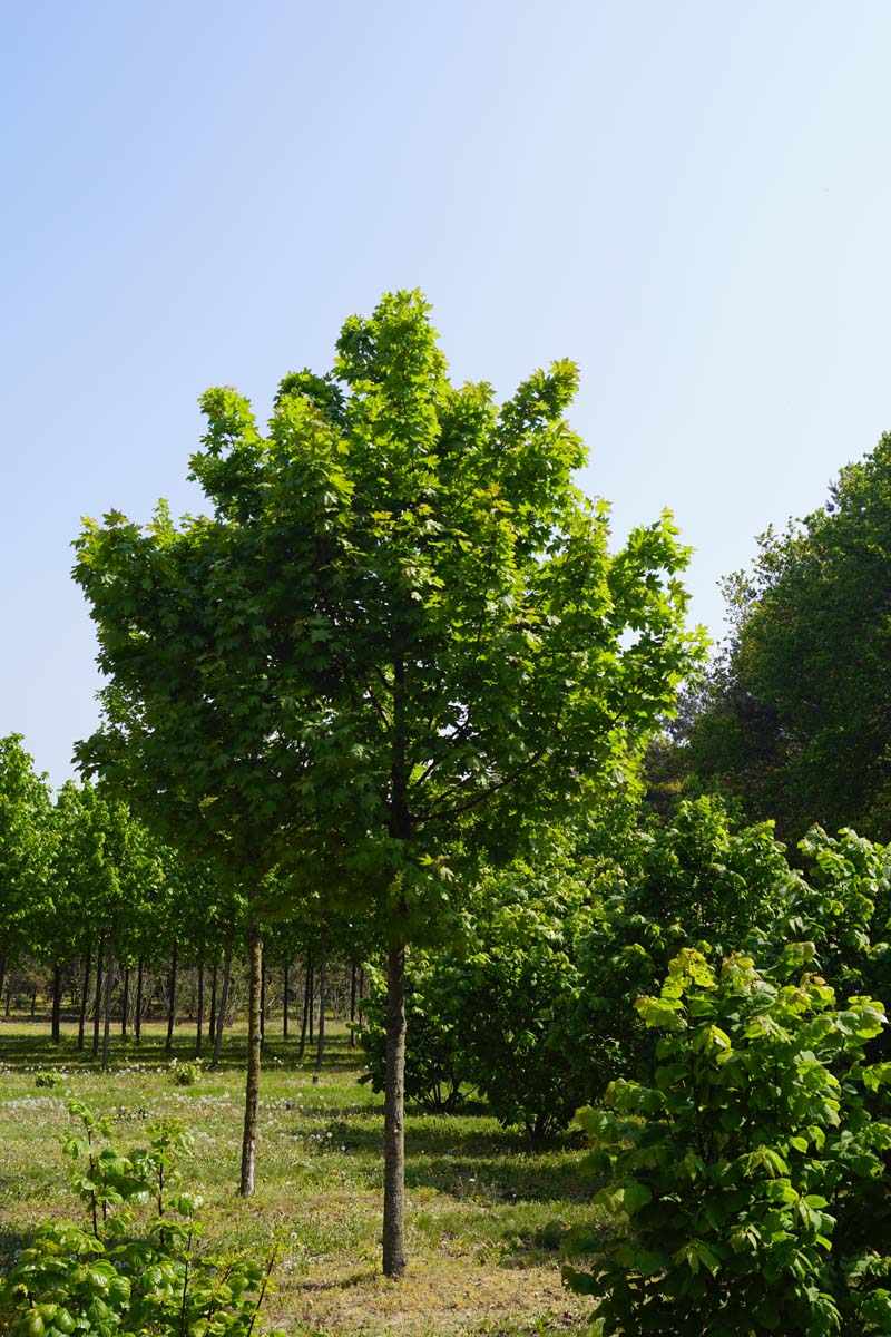 Acer platanoides 'Autumn Blaze' op stam Acer platanoides 'Autumn Blaze' op stam