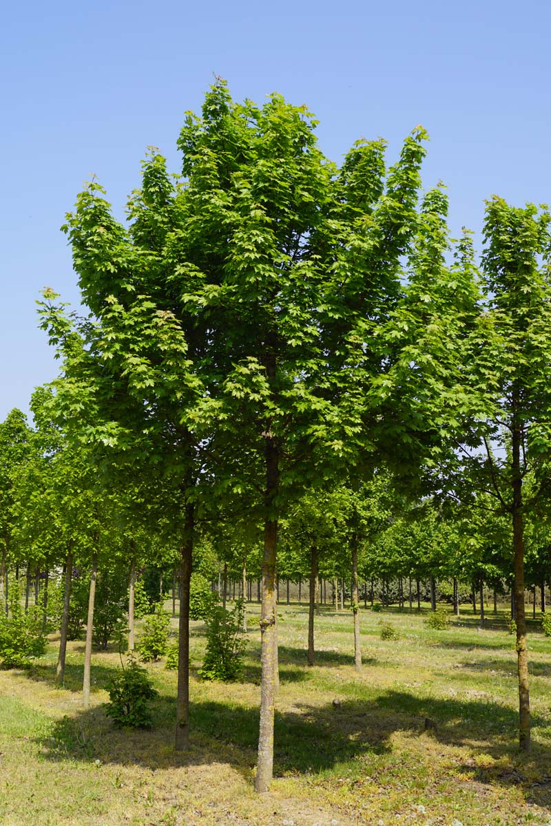 Acer platanoides 'Autumn Blaze' op stam Acer platanoides 'Autumn Blaze' op stam