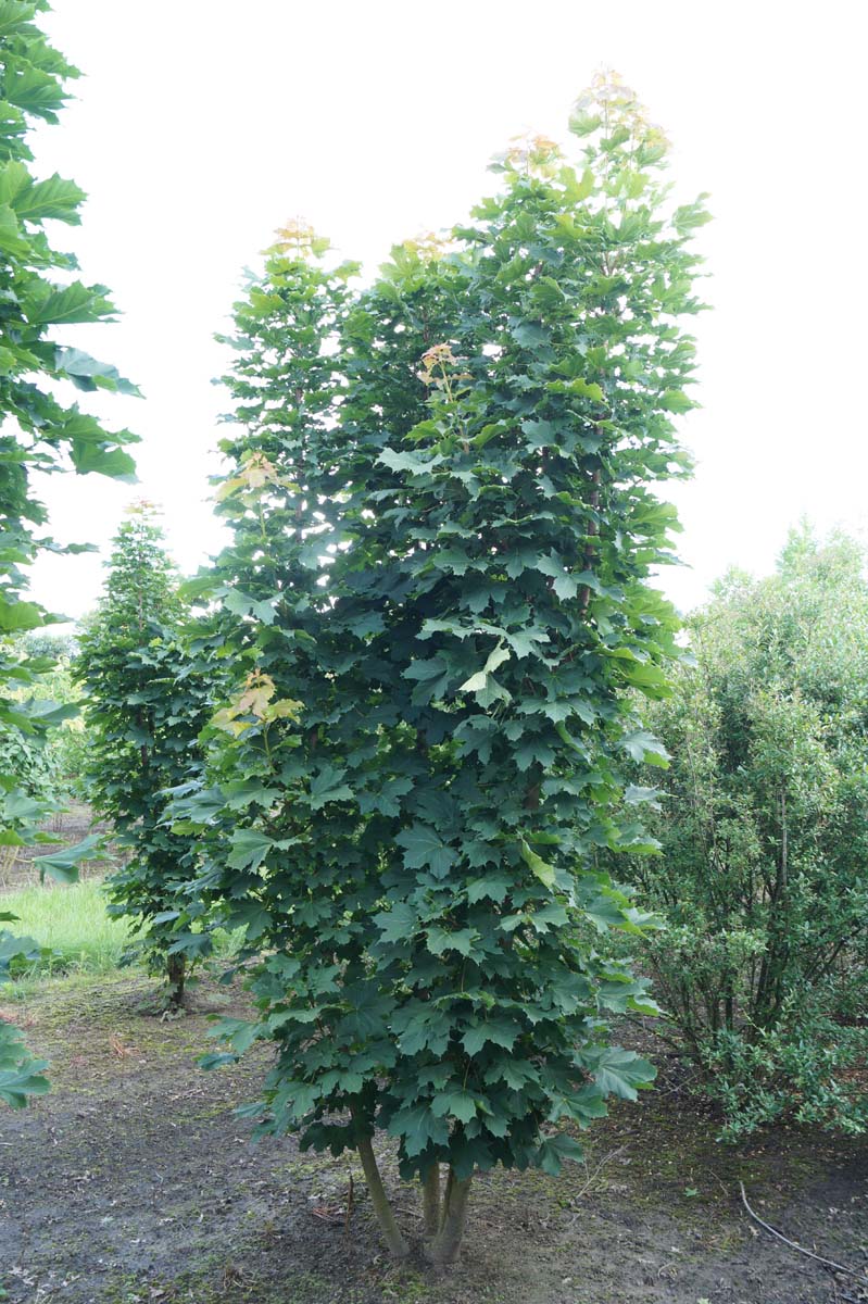 Acer platanoides 'Columnare' meerstammig / struik Acer platanoides 'Columnare' meerstammig