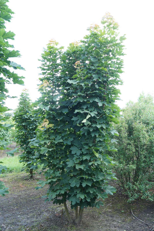Acer platanoides 'Columnare' meerstammig / struik Acer platanoides 'Columnare' meerstammig