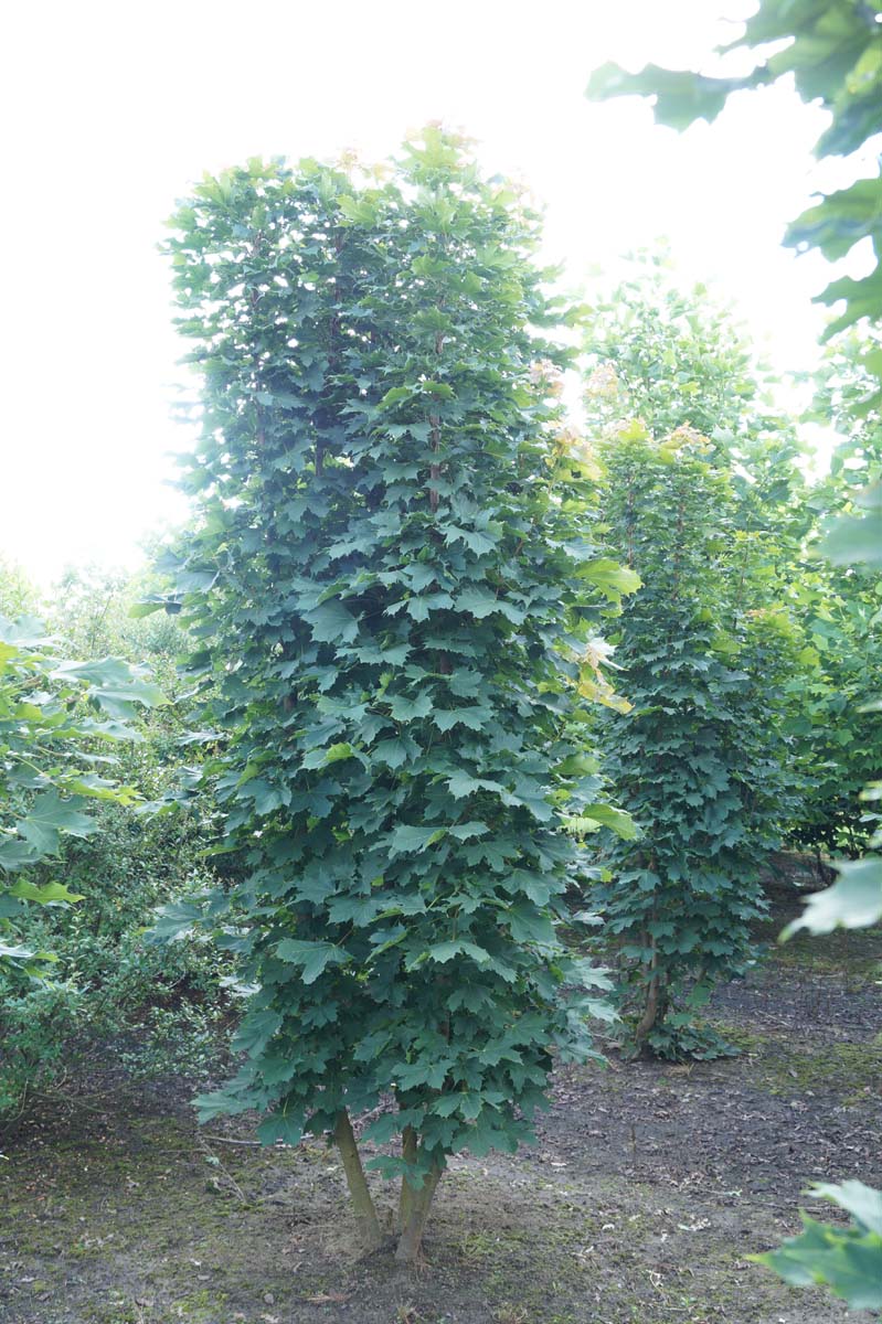 Acer platanoides 'Columnare' meerstammig / struik Acer platanoides 'Columnare' meerstammig